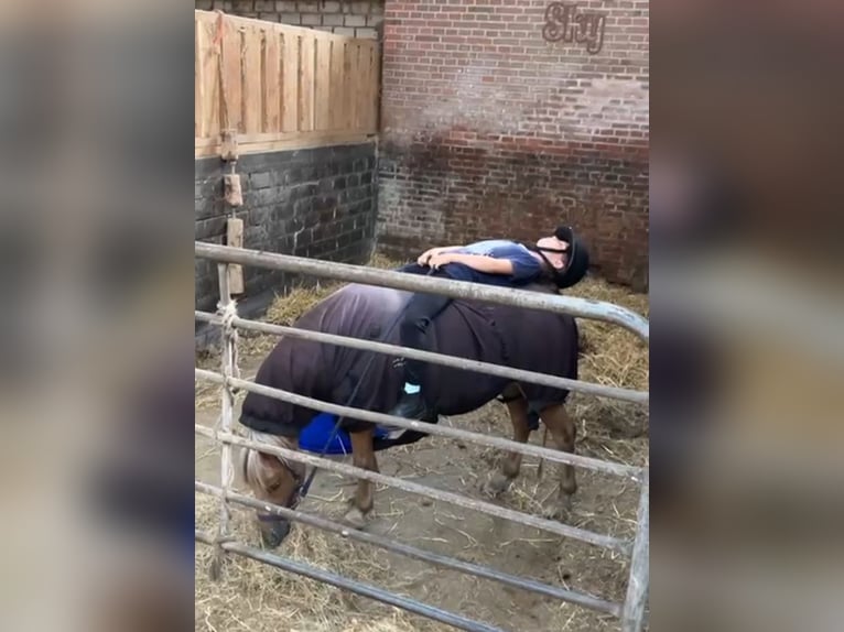 Weitere Ponys/Kleinpferde Mix Stute 6 Jahre 112 cm in Bunde