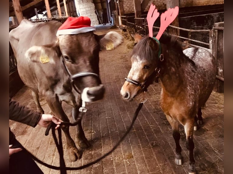 Weitere Ponys/Kleinpferde Mix Stute 6 Jahre 112 cm in Bunde