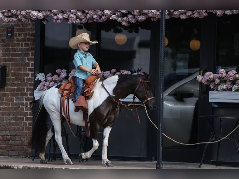 Weitere Ponys/Kleinpferde Stute 6 Jahre 112 cm in Weatherford, TX