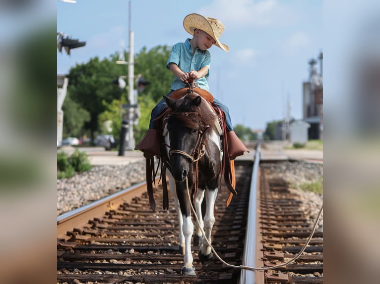 Weitere Ponys/Kleinpferde Stute 6 Jahre 112 cm in Weatherford, TX