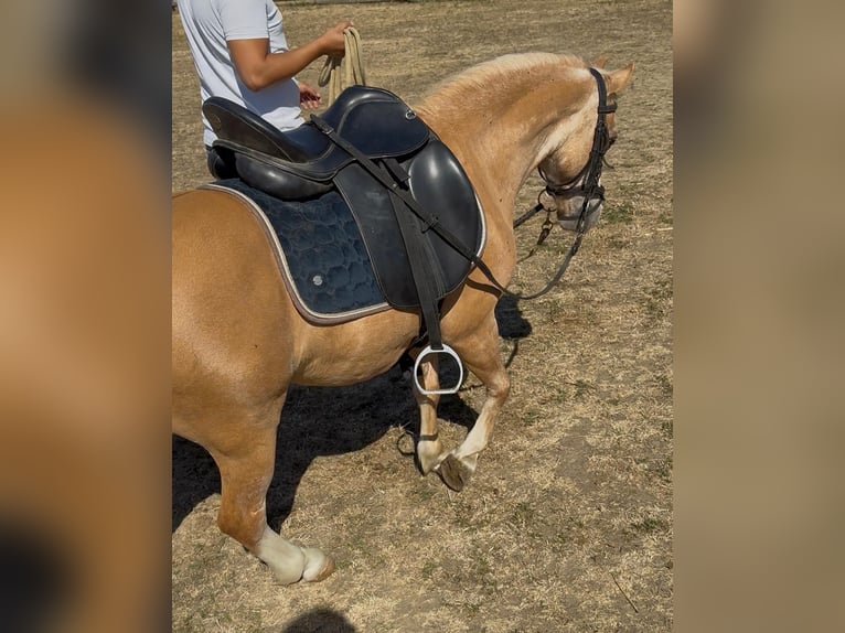 Weitere Ponys/Kleinpferde Stute 6 Jahre 115 cm Palomino in Rechnitz