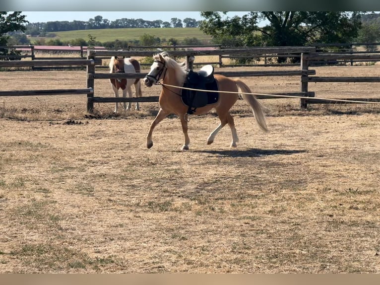 Weitere Ponys/Kleinpferde Stute 6 Jahre 115 cm Palomino in Rechnitz