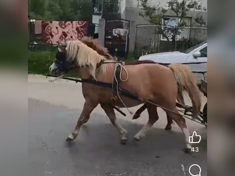 Weitere Ponys/Kleinpferde Stute 6 Jahre 115 cm Palomino in Rechnitz