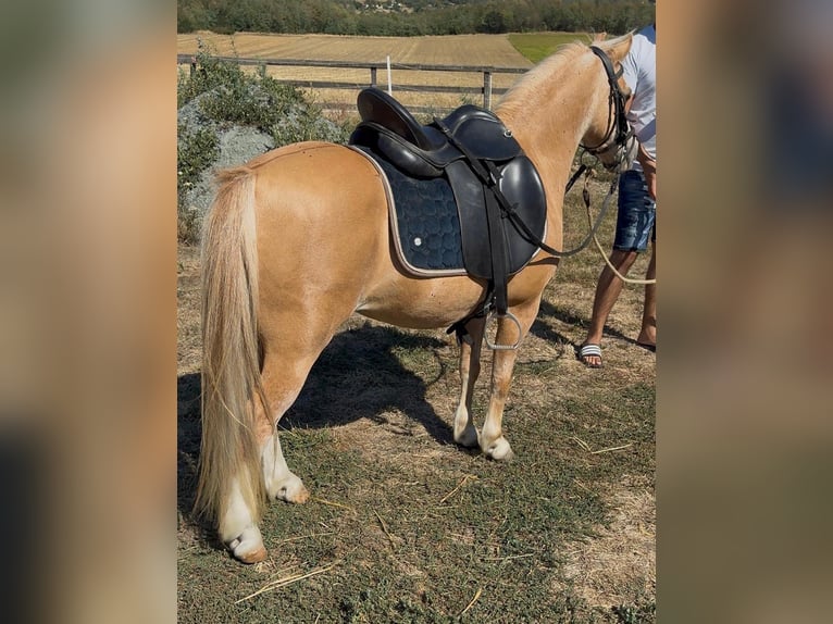 Weitere Ponys/Kleinpferde Stute 6 Jahre 115 cm Palomino in Rechnitz