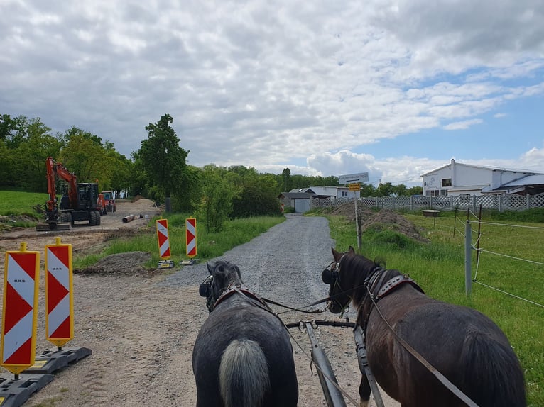 Weitere Ponys/Kleinpferde Stute 6 Jahre 123 cm Apfelschimmel in Eilenburg