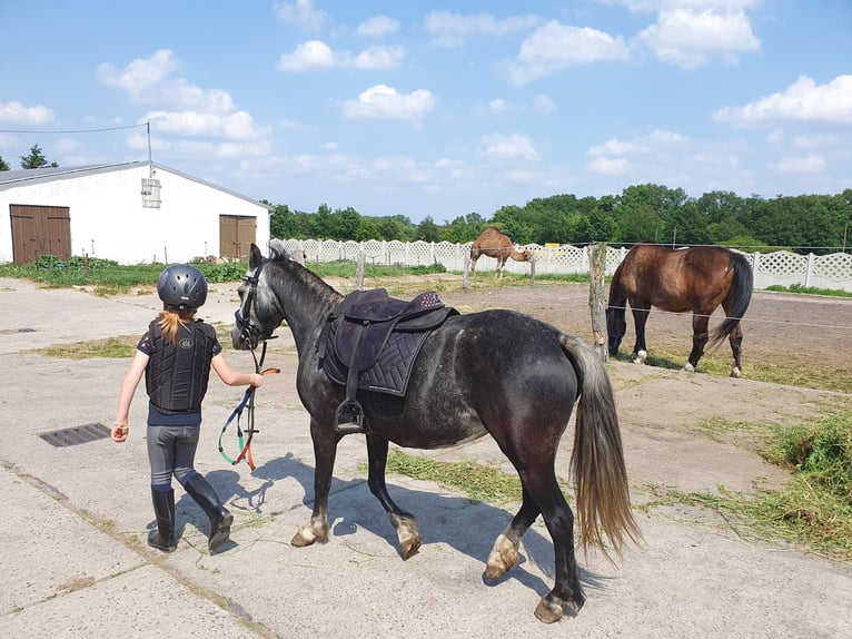 Weitere Ponys/Kleinpferde Stute 6 Jahre 123 cm Apfelschimmel in Eilenburg