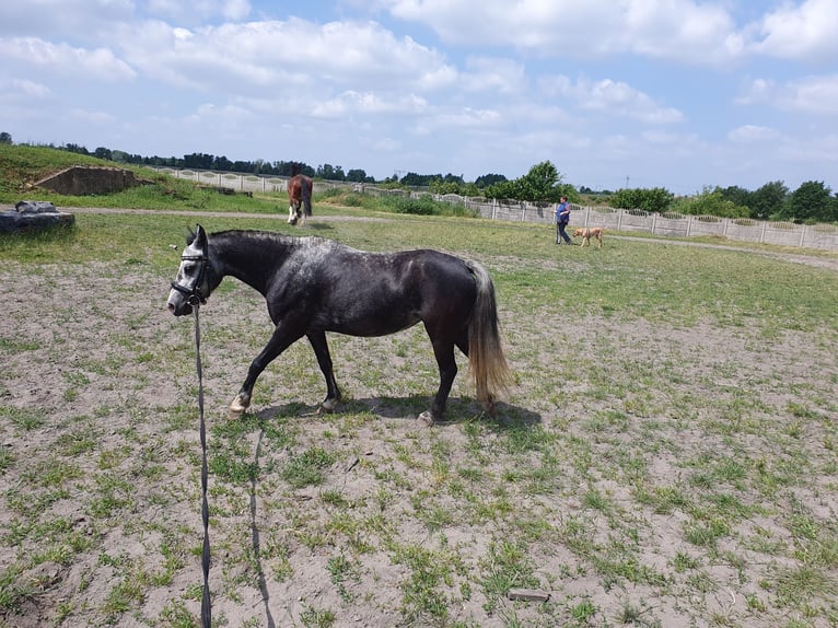 Weitere Ponys/Kleinpferde Stute 6 Jahre 123 cm Apfelschimmel in Eilenburg
