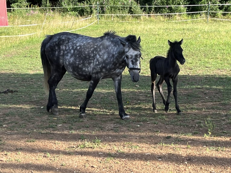 Weitere Ponys/Kleinpferde Stute 6 Jahre 125 cm Apfelschimmel in Ursensollen