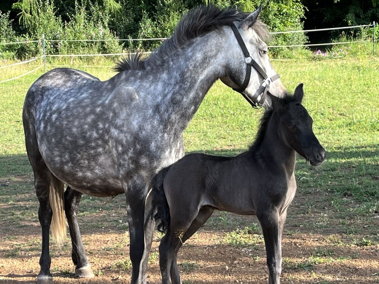 Weitere Ponys/Kleinpferde Stute 6 Jahre 125 cm Apfelschimmel in Ursensollen