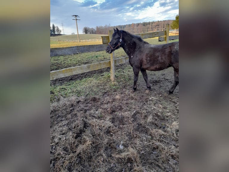 Weitere Ponys/Kleinpferde Mix Stute 6 Jahre 126 cm in Bad Saulgau
