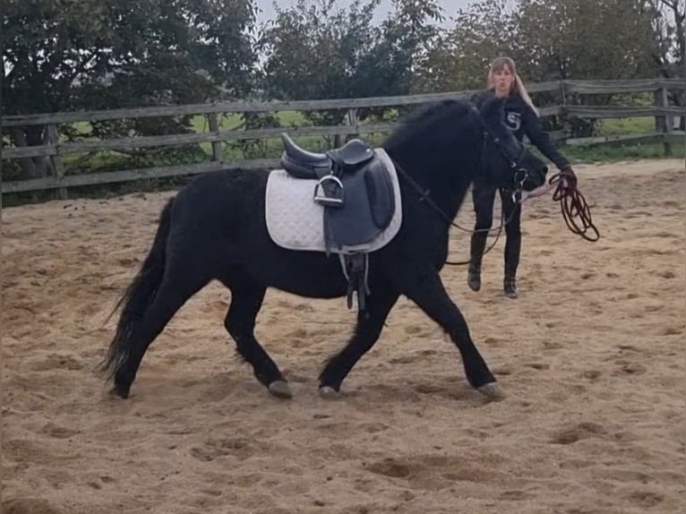 Weitere Ponys/Kleinpferde Stute 6 Jahre 127 cm Rappe in Rechnitz