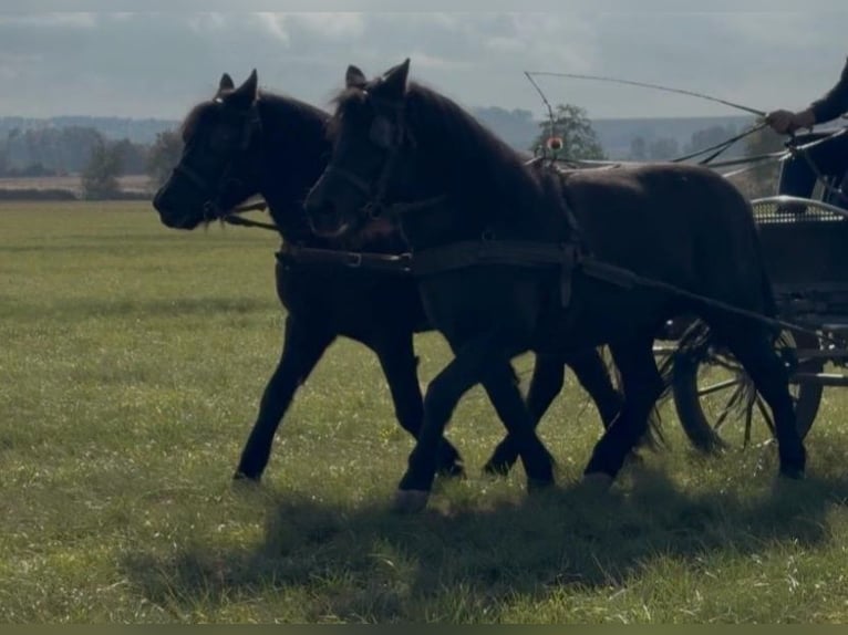 Weitere Ponys/Kleinpferde Stute 6 Jahre 127 cm Rappe in Rechnitz