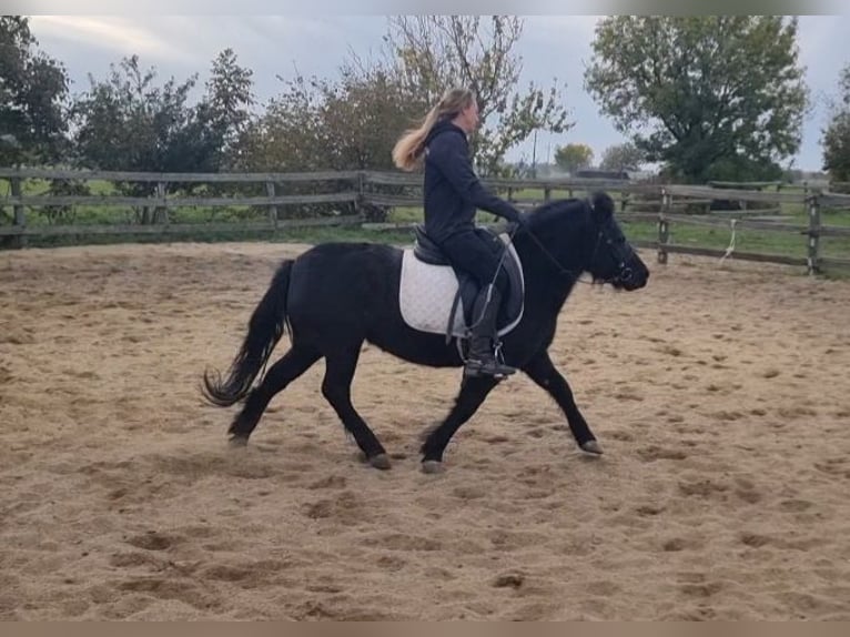 Weitere Ponys/Kleinpferde Stute 6 Jahre 127 cm Rappe in Rechnitz