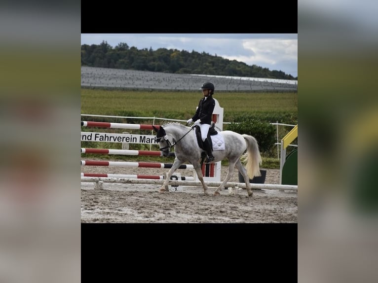 Weitere Ponys/Kleinpferde Stute 6 Jahre 130 cm Schimmel in Isny im Allgäu