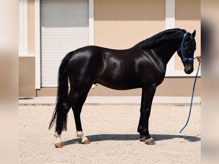 Weitere Ponys/Kleinpferde Stute 6 Jahre 137 cm Rappe in Szarvas