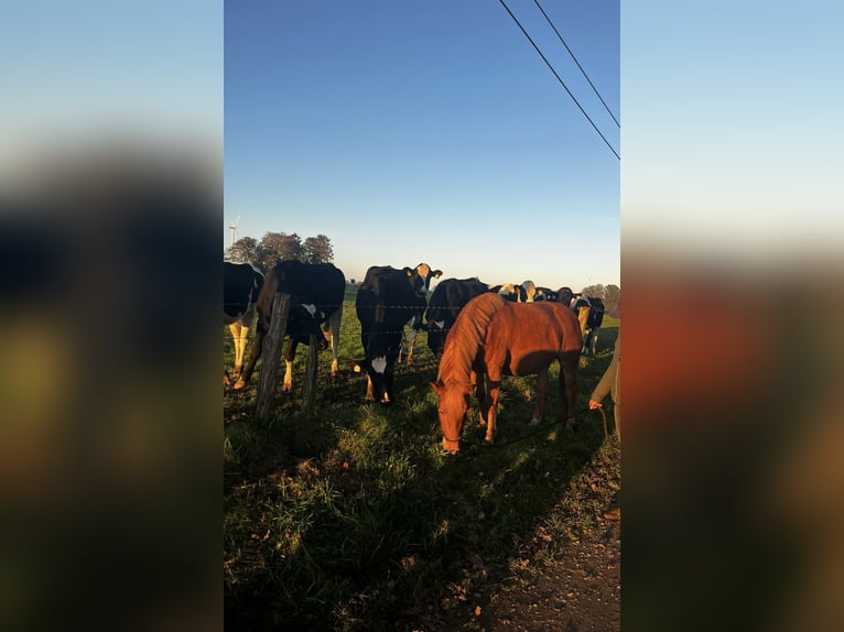 Weitere Ponys/Kleinpferde Mix Stute 6 Jahre 139 cm Fuchs in Dorsten