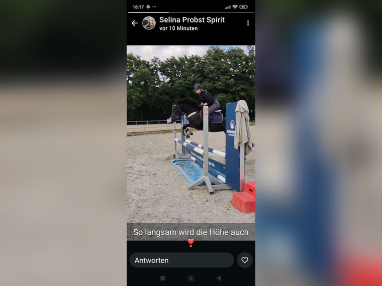 Weitere Ponys/Kleinpferde Stute 6 Jahre 139 cm Rappe in Marktl