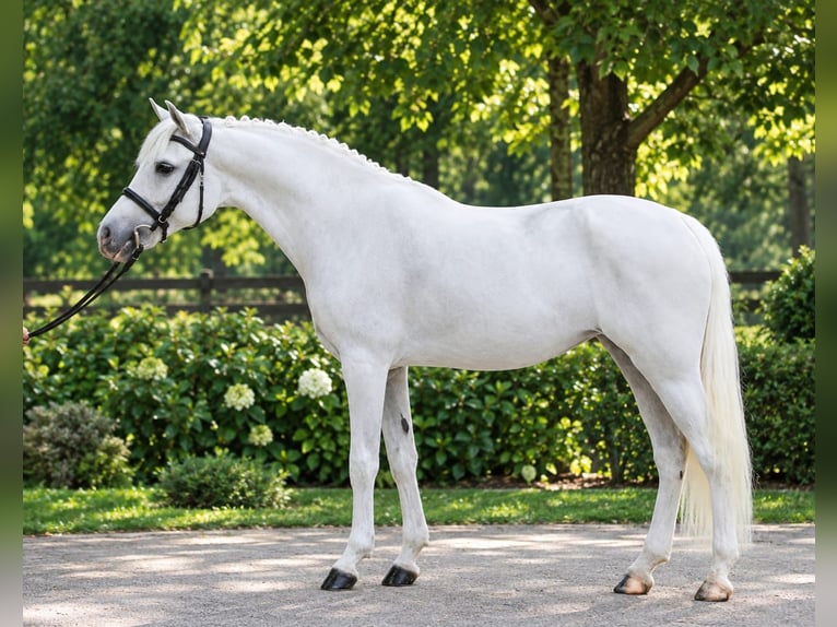 Weitere Ponys/Kleinpferde Stute 6 Jahre 140 cm Schimmel in Határ utca 25