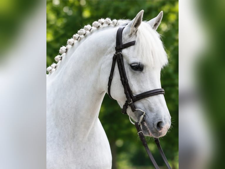 Weitere Ponys/Kleinpferde Stute 6 Jahre 140 cm Schimmel in Határ utca 25