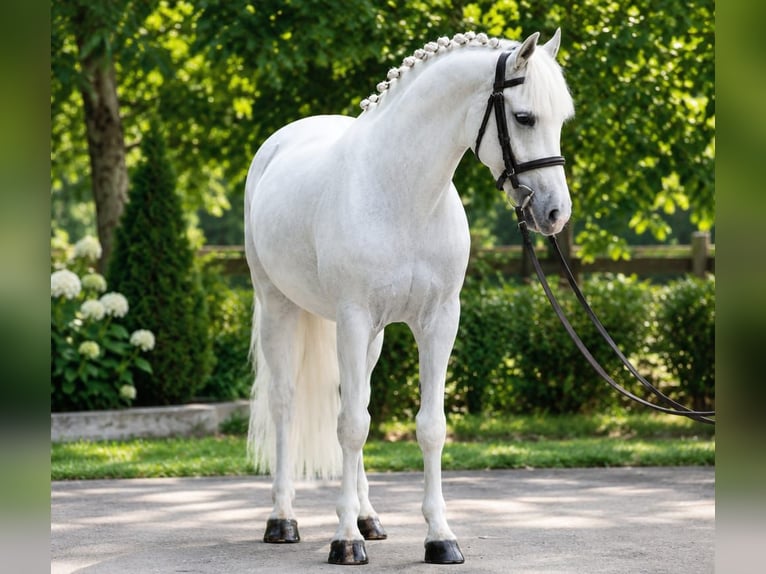 Weitere Ponys/Kleinpferde Stute 6 Jahre 140 cm Schimmel in Határ utca 25