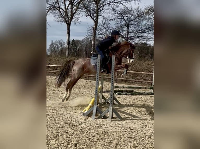 Weitere Ponys/Kleinpferde Stute 6 Jahre 141 cm Roan-Red in Wolfsburg