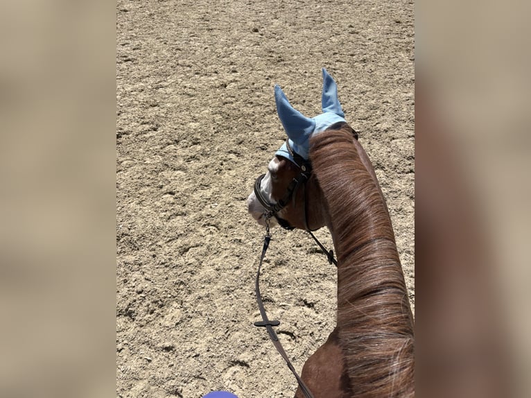 Weitere Ponys/Kleinpferde Stute 6 Jahre 141 cm Roan-Red in Wolfsburg