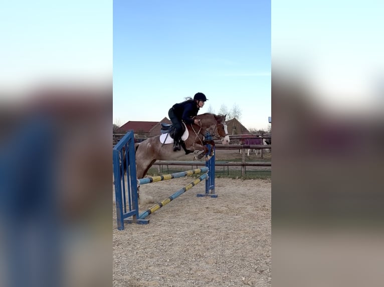 Weitere Ponys/Kleinpferde Stute 6 Jahre 141 cm Roan-Red in Wolfsburg