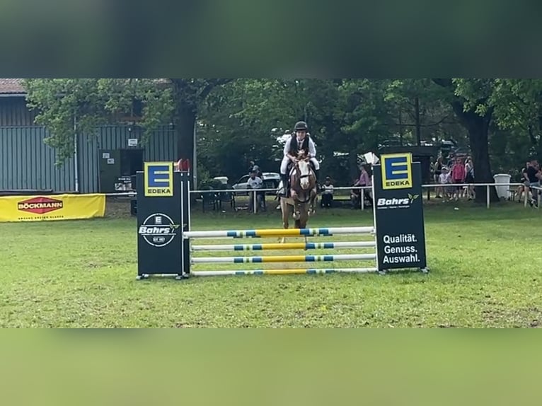 Weitere Ponys/Kleinpferde Stute 6 Jahre 141 cm Roan-Red in Wolfsburg
