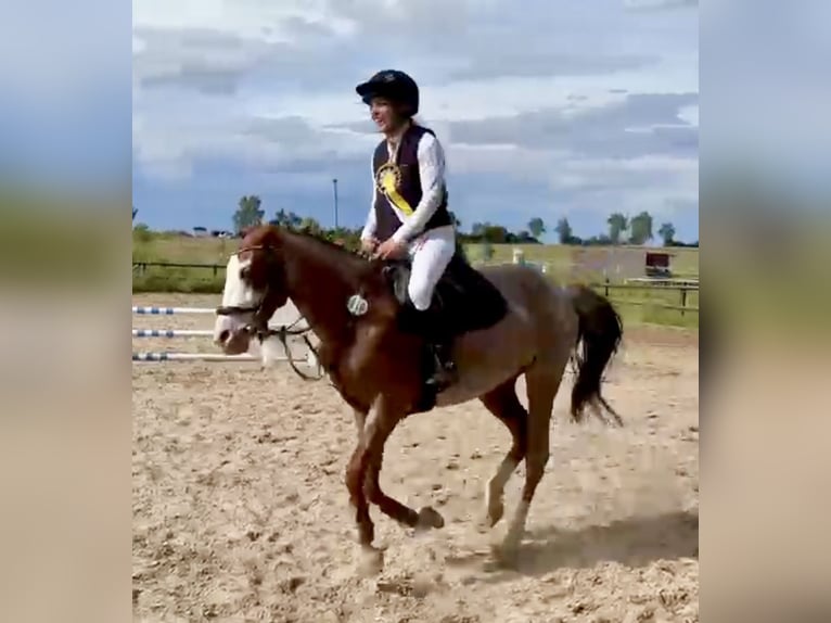 Weitere Ponys/Kleinpferde Stute 6 Jahre 141 cm Roan-Red in Wolfsburg