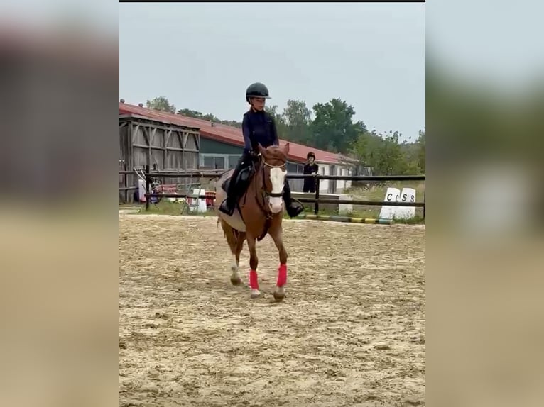 Weitere Ponys/Kleinpferde Stute 6 Jahre 141 cm Roan-Red in Wolfsburg