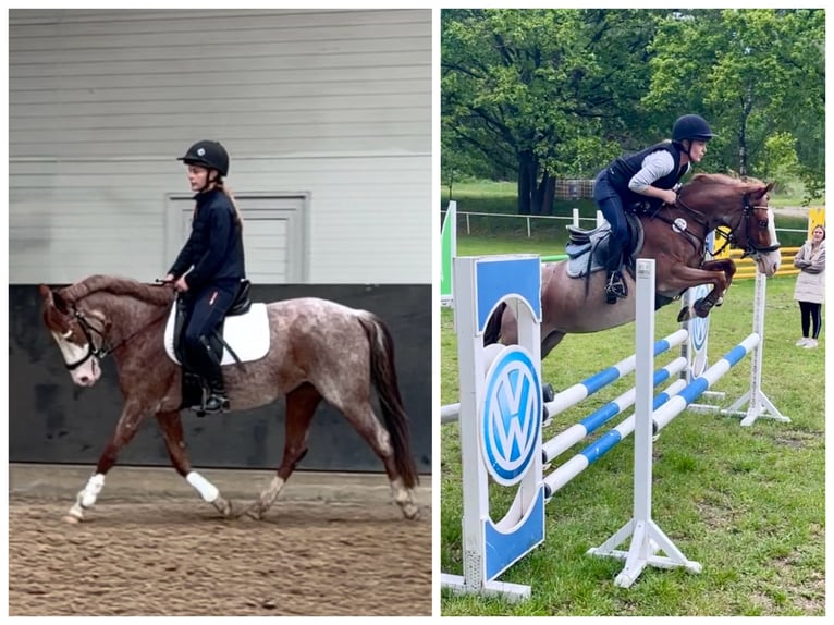 Weitere Ponys/Kleinpferde Stute 6 Jahre 141 cm Roan-Red in Wolfsburg