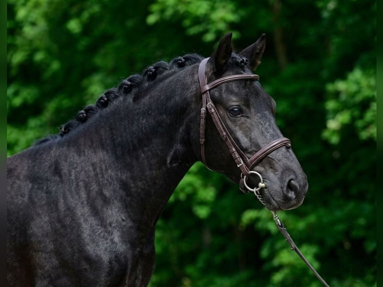 Weitere Ponys/Kleinpferde Stute 6 Jahre 142 cm Rappe in Kecskemét