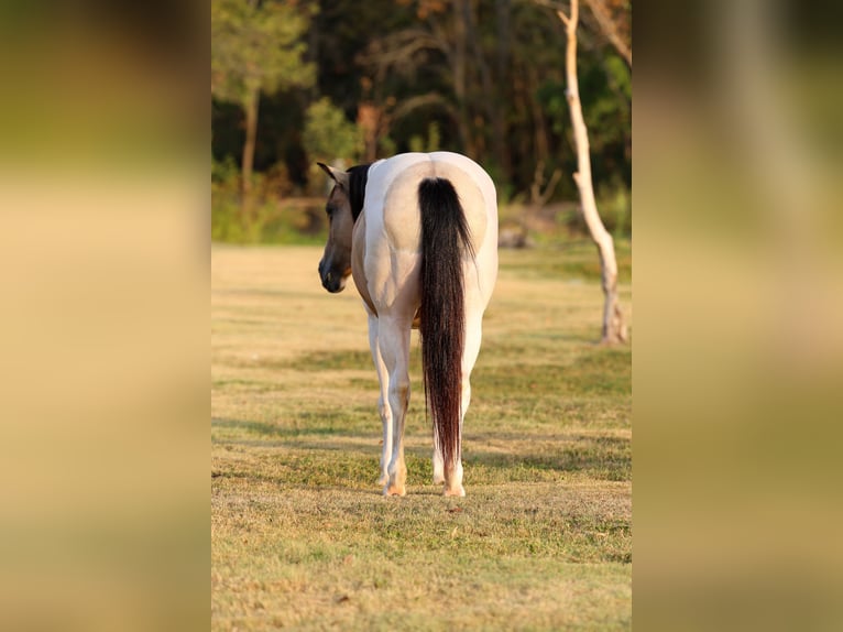 Weitere Ponys/Kleinpferde Stute 6 Jahre 142 cm Schecke in Terrell