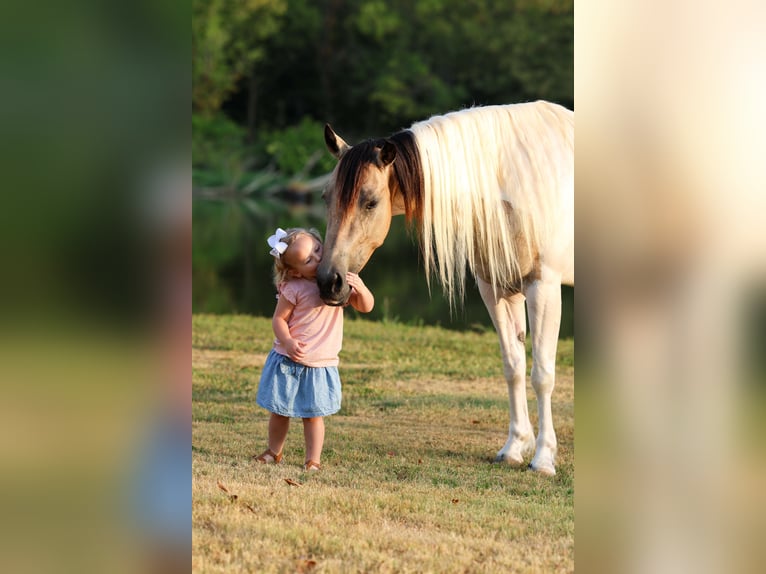 Weitere Ponys/Kleinpferde Stute 6 Jahre 142 cm Schecke in Terrell