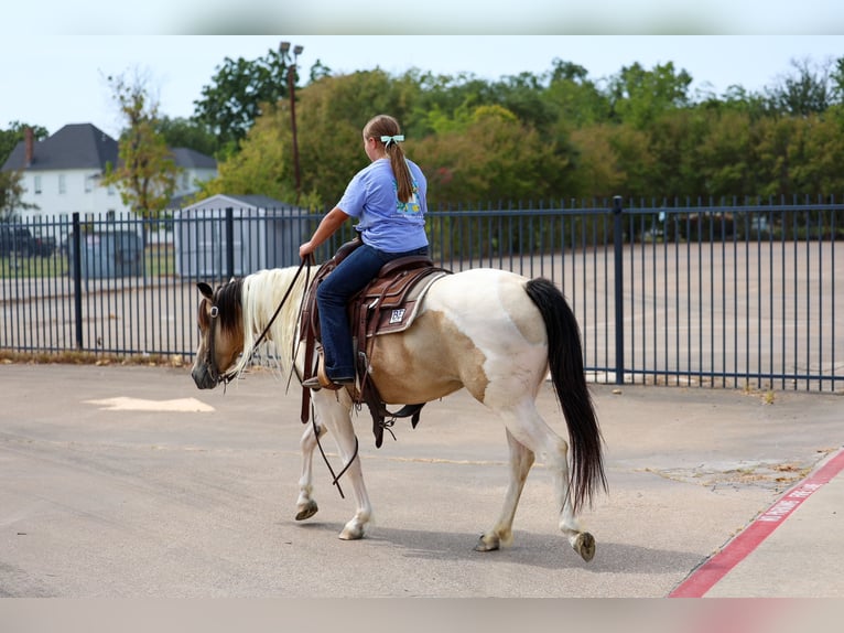 Weitere Ponys/Kleinpferde Stute 6 Jahre 142 cm Schecke in Terrell