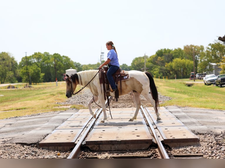 Weitere Ponys/Kleinpferde Stute 6 Jahre 142 cm Schecke in Terrell