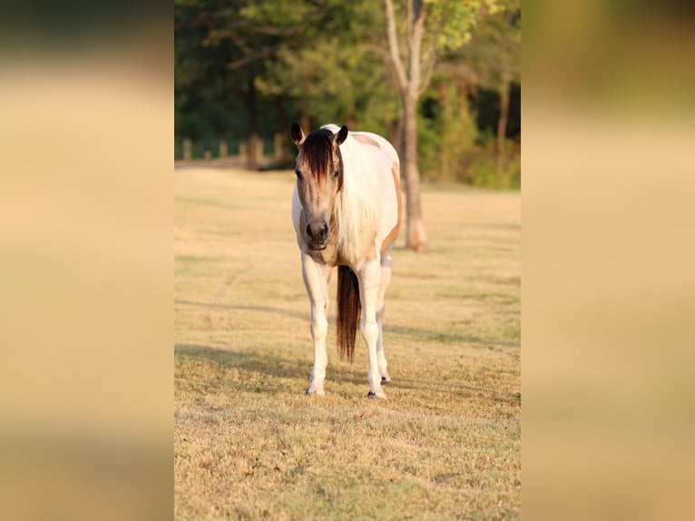 Weitere Ponys/Kleinpferde Stute 6 Jahre 142 cm Schecke in Terrell