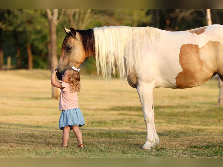 Weitere Ponys/Kleinpferde Stute 6 Jahre 142 cm Schecke in Terrell