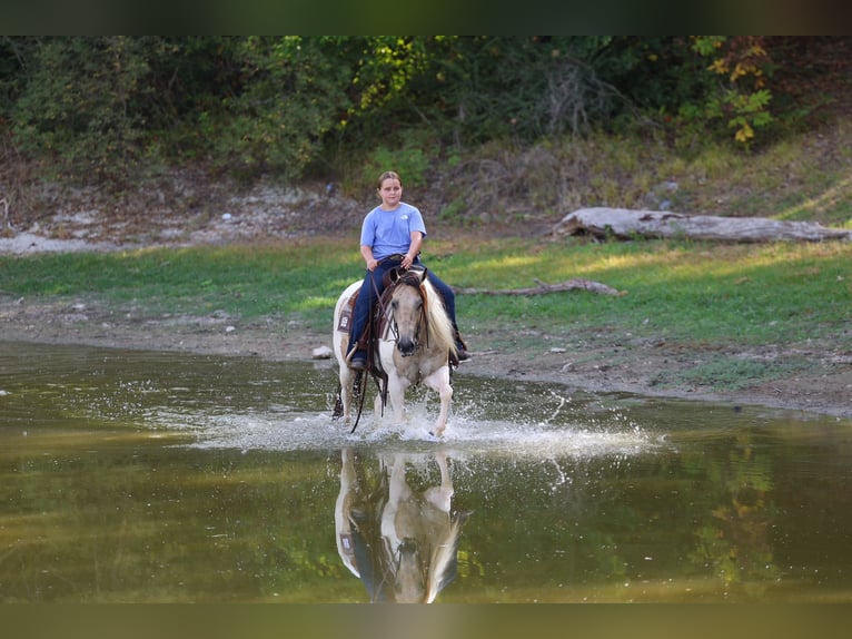 Weitere Ponys/Kleinpferde Stute 6 Jahre 142 cm Schecke in Terrell