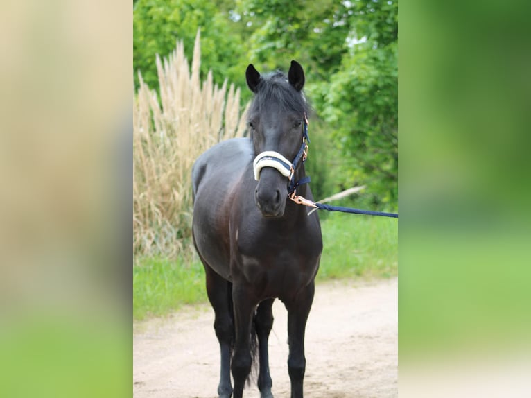 Weitere Ponys/Kleinpferde Stute 6 Jahre 145 cm Rappe in Niederkassel