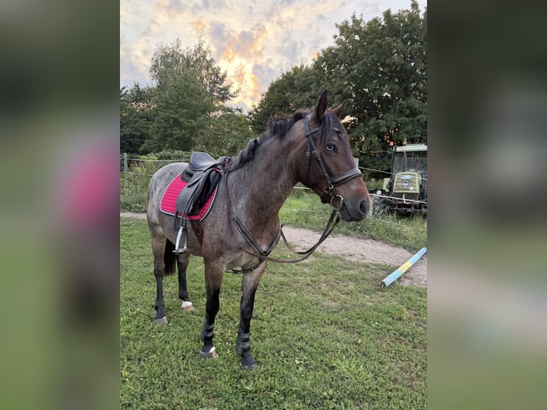 Weitere Ponys/Kleinpferde Mix Stute 6 Jahre 145 cm Roan-Bay in Waren
