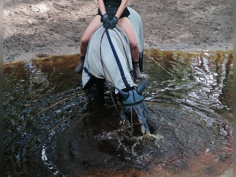 Weitere Ponys/Kleinpferde Mix Stute 6 Jahre 145 cm Schecke in Burgdorf