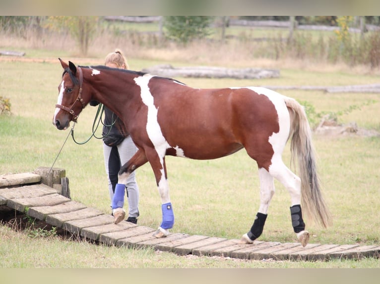 Weitere Ponys/Kleinpferde Mix Stute 6 Jahre 145 cm Schecke in Burgdorf