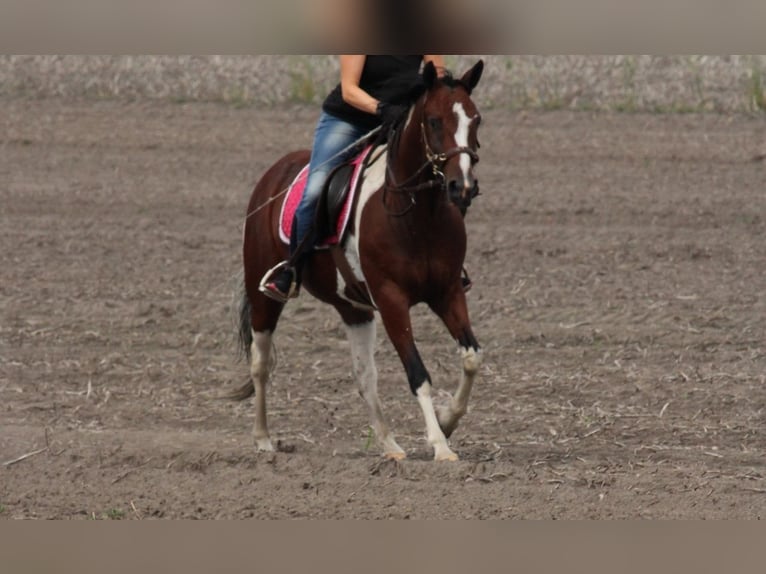 Weitere Ponys/Kleinpferde Mix Stute 6 Jahre 145 cm Schecke in Burgdorf