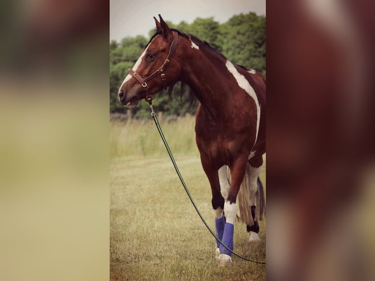Weitere Ponys/Kleinpferde Mix Stute 6 Jahre 145 cm Schecke in Burgdorf