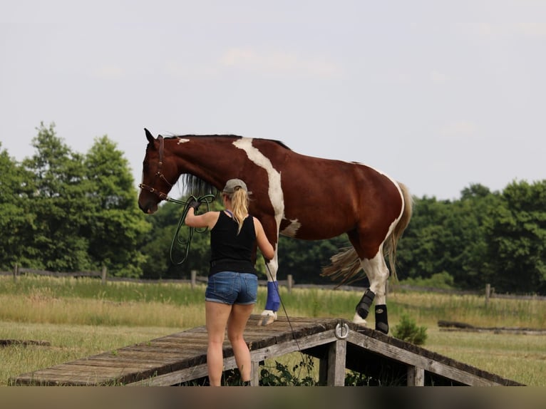 Weitere Ponys/Kleinpferde Mix Stute 6 Jahre 145 cm Schecke in Burgdorf