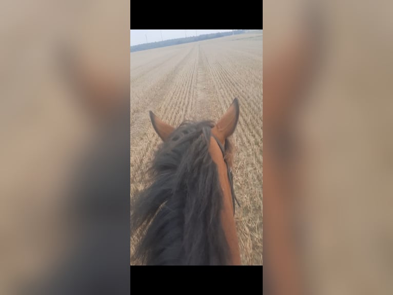 Weitere Ponys/Kleinpferde Stute 6 Jahre 146 cm Brauner in Velpke