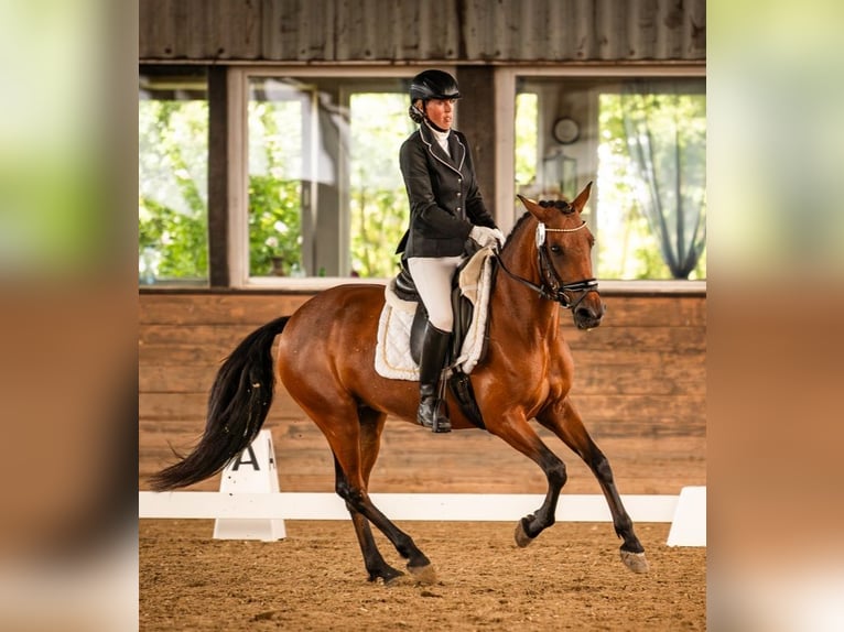 Weitere Ponys/Kleinpferde Stute 6 Jahre 146 cm Brauner in Velpke