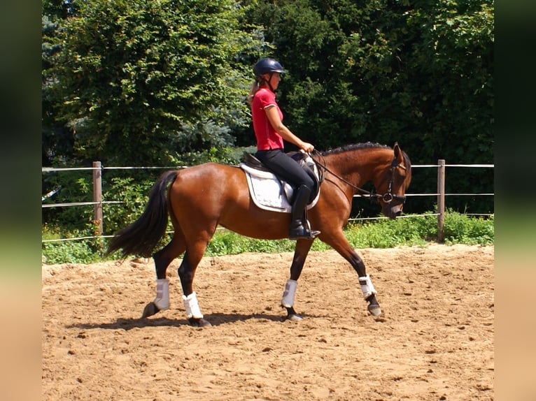 Weitere Ponys/Kleinpferde Stute 6 Jahre 146 cm Brauner in Velpke