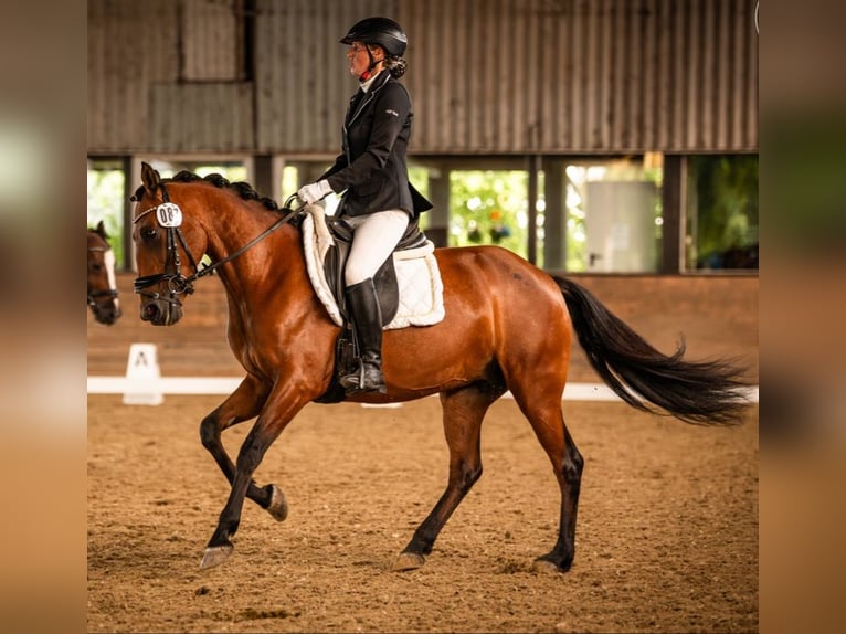 Weitere Ponys/Kleinpferde Stute 6 Jahre 146 cm Brauner in Velpke